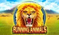 running-animals